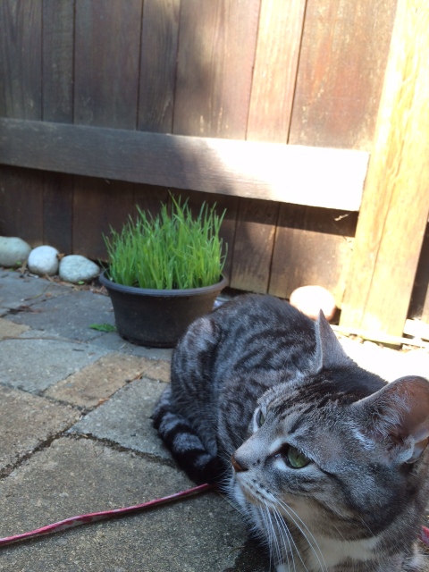 Chloe and her cat grass. 