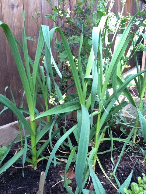 Wintered garlic is growing strong. 