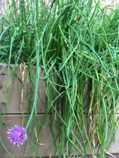 Chives beginning to bloom. 