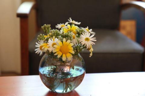Shungiku, chamomile, and oregano flowers